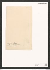 Nitzschia insignis Greg. (de-Toni-Nr.: Genus 47, Species 2074) Zeichnungen Sammlung Grunow (NHMW-BOT-W0371945)